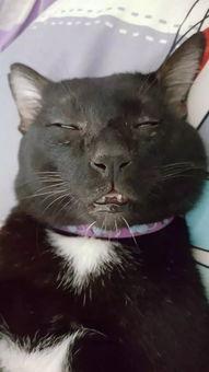 带你吃瓜丑猫