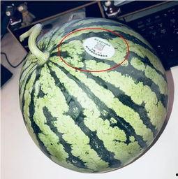 网红公司吃瓜,吃瓜背后的商业帝国