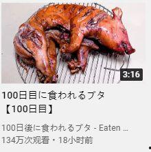 网红小猪吃瓜