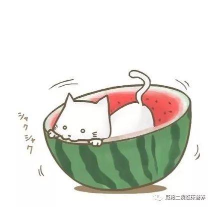 猫头吃瓜头像动漫,笑料横生的动漫瞬间